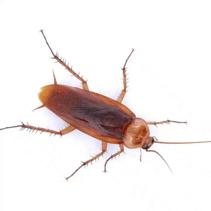 safe pest removal in Hobart