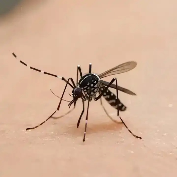 quick mosquito control services in Hobart