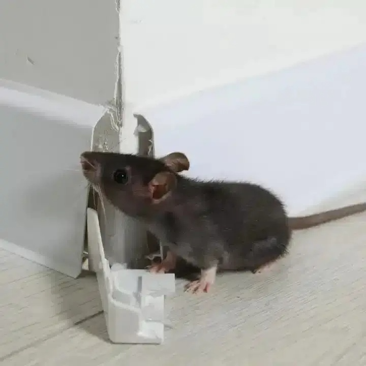 rodent control in Hobart