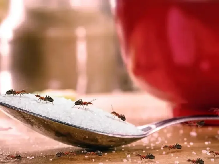 safe and fast ant infestation hobart