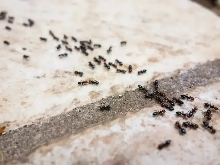 sandy bay ant control services